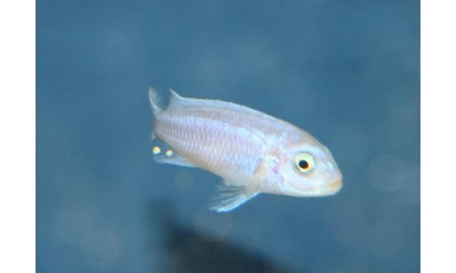 Melanochromis maingano white